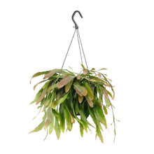 Kamerplant - Rhipsalis Red Coral - Pot Ø 17cm Hoogte ↕ 25cm