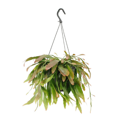 Kamerplant - Rhipsalis Red Coral - Pot Ø 17cm Hoogte ↕ 25cm