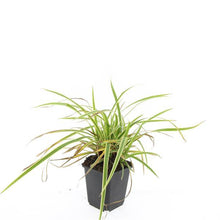 Buitenplant 48x Carex morrowii 'Aureovariegata' - Pot Ø 9cm Hoogte ↕ 10-25cm