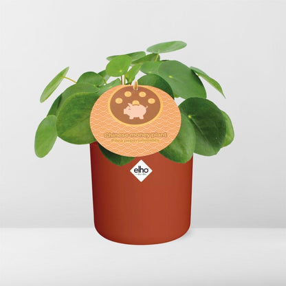 Kamerplant - Pilea Peperomioides - Met sierpot - Pot Ø 12cm