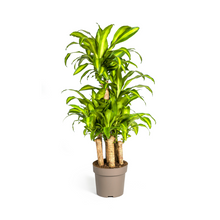 XL kamerplant - Dracaena Fragrans Massangeana Carrousel - Pot Ø 30cm Hoogte ↕ 130-150cm