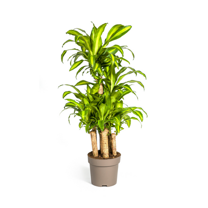 XL kamerplant - Dracaena Fragrans Massangeana Carrousel - Pot Ø 30cm Hoogte ↕ 130-150cm