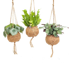 Kamerplant 3x Kokodama Jungle Mix - Pot Ø 17cm Hoogte ↕ 28cm