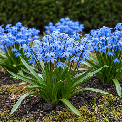 Buitenplant 50x Scilla siberica - Bloembollen Paars - XXL Pack Bolmaat 7/8