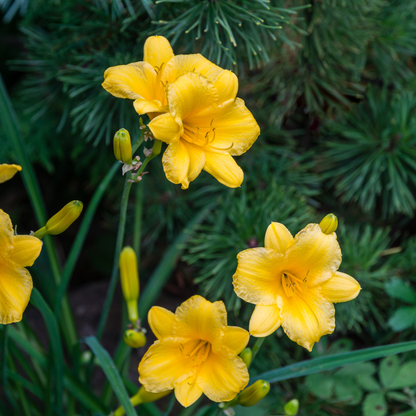 60x Hemerocallis 'Stella de Oro' - ↕10-25cm - Ø9cm