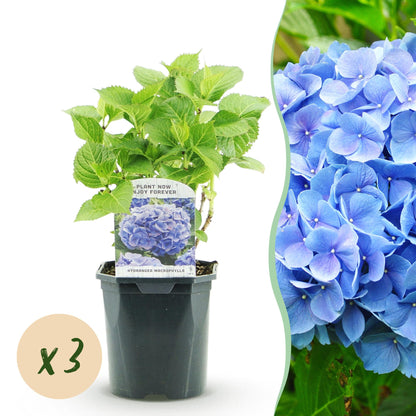 Buitenplant 3x Hydrangea macrophylla Blauw - Bloeiend - Pot Ø 17cm Hoogte ↕ 30cm