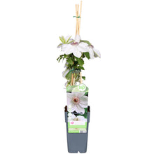 Buitenplant - Clematis Miss Bateman - Wit Bloeiend - Pot Ø 15cm Hoogte ↕ 65cm