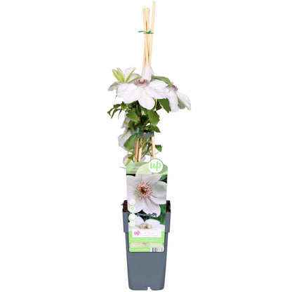Buitenplant - Clematis Miss Bateman - Wit Bloeiend - Pot Ø 15cm Hoogte ↕ 65cm