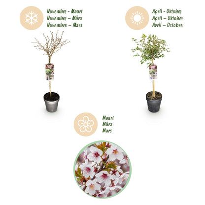 Buitenplant - Prunus incisa Koujou-no-mai op stam - Winterhard - Pot Ø 19cm Hoogte ↕ 90cm