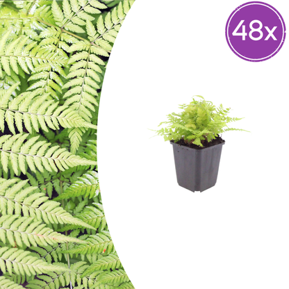 Buitenplant 48x Dryopteris filix-mas - Pot Ø 9cm Hoogte ↕ 10-25cm