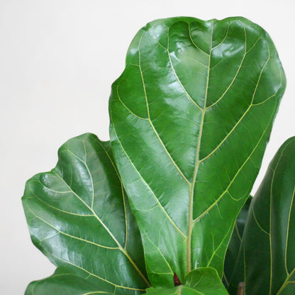 Kamerplant - Ficus Lyrata - Luchtzuiverend - Pot Ø 21cm Hoogte ↕ 80cm