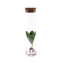 Kamerplant - Clusia In Tube Glas - Pot Ø 5cm Hoogte ↕ 15cm