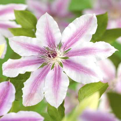 Buitenplant 2x Clematis Nelly Moser - Bloeiend - Pot Ø 11cm Hoogte ↕ 40cm