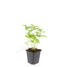 Buitenplant 24x Fragaria vesca - Wilde Aardbei - Pot Ø 9cm Hoogte ↕ 10-25cm