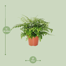 Kamerplant - Asplenium Parvati - Pot Ø 17cm Hoogte ↕ 30cm