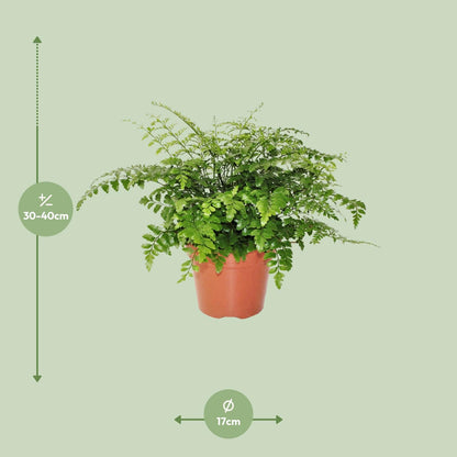 Kamerplant - Asplenium Parvati - Pot Ø 17cm Hoogte ↕ 30cm