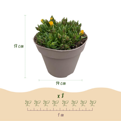 Buitenplant 4x Delosperma - Winterhard - Pot Ø 14cm Hoogte ↕ 17cm
