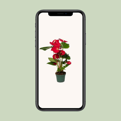 Kamerplant - Anthurium Red - Pot Ø 12cm Hoogte ↕ 40cm