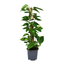 Kamerplant - Scindapsus Epipremnum - Pot Ø 19cm Hoogte ↕ 80cm