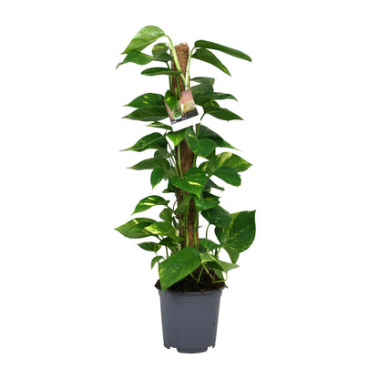 Kamerplant - Scindapsus Epipremnum - Pot Ø 19cm Hoogte ↕ 80cm