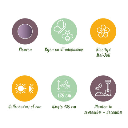 Buitenplant 5x Allium Gladiator - Bloeiend - Bolmaat 16/18