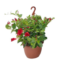 Buitenplant - Sundaville Hanging Basket Tricolor - Bloeiend - Pot Ø 25cm Hoogte ↕ 50cm