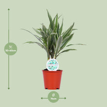 Kamerplant - Dracaena Warneckei - Pot Ø 14cm Hoogte ↕ 55cm