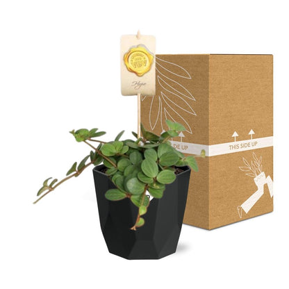 Kamerplant - Peperomia 'Hope' - Pot Ø 14cm