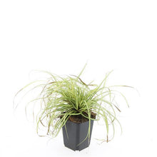 Buitenplant 48x Carex oshim. 'Evergold' - Pot Ø 9cm Hoogte ↕ 10-25cm