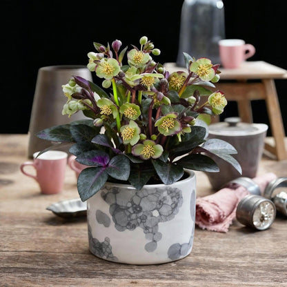 Buitenplant 2x Helleborus lividus 'Purple Marble' - Groenblijvend - Pot Ø 14cm Hoogte ↕ 35cm