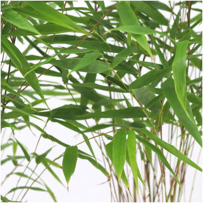 Buitenplant 6x Fargesia Rufa - Pot Ø 12cm Hoogte ↕ 25cm