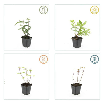 Buitenplant 6x Hypericum inodorum 'Rheingold' - Bloeiend - Pot Ø 9cm Hoogte ↕ 10-25cm