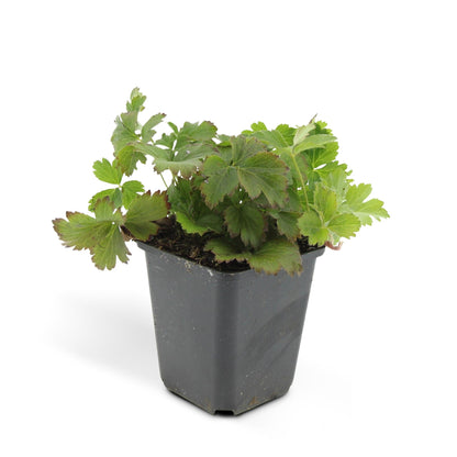 Buitenplant 48x Waldsteinia ternata - Pot Ø 9cm Hoogte ↕ 10-25cm