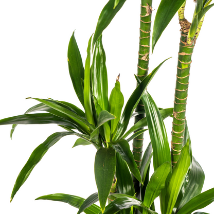 XL Kamerplant - Dracaena Deremensis Lisa - Pot Ø 24cm Hoogte ↕ 130-150cm
