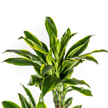 Kamerplant - Dracaena Fragrans Golden Coast - Luchtzuiverend - Pot Ø 24cm Hoogte ↕ 130-150cm