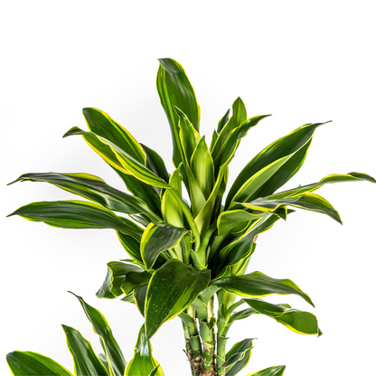Kamerplant - Dracaena Fragrans Golden Coast - Luchtzuiverend - Pot Ø 24cm Hoogte ↕ 130-150cm