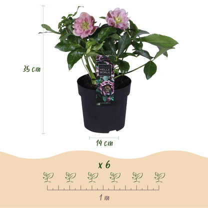 Buitenplant 3x Helleborus orientalis Double Tricolour - Bloeiend - Pot Ø 14cm Hoogte ↕ 35cm