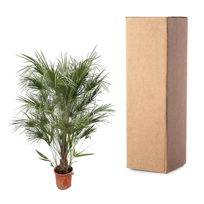 Buitenplant - Chamaerops Humilis struik - Pot Ø 30cm Hoogte ↕ 170cm