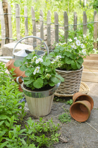 Buitenplant - Fragaria x ananassa 'Delizzimo' - Aardbei - Pot Ø 13cm Hoogte ↕ 45cm