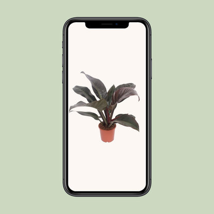 Kamerplant - Philodendron Imperial Red - Pot Ø 17cm Hoogte ↕ 60cm