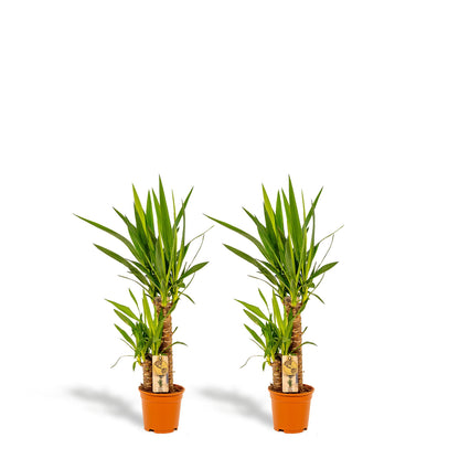 Kamerplant 2x Yucca - Pot Ø 17cm Hoogte ↕ 90cm