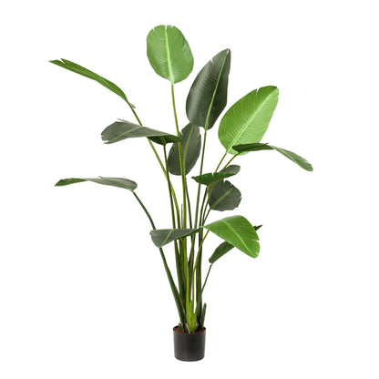 XL Kunstplant - Strelitzia Nicolai Paradijsvogelbloem - Hoogte ↕ 230cm