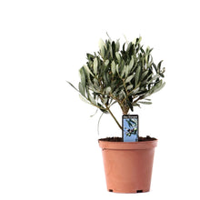 Buitenplant - Olea Europaea Op Stam - Pot Ø 13cm Hoogte ↕ 21cm