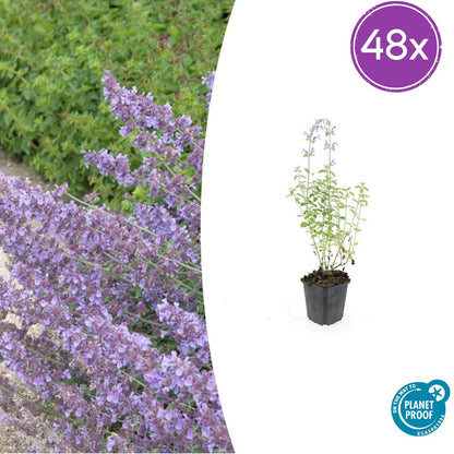 Buitenplant 48x Nepeta 'Walker's Low' - Bloeiend - Pot Ø 9cm Hoogte ↕ 10-25cm