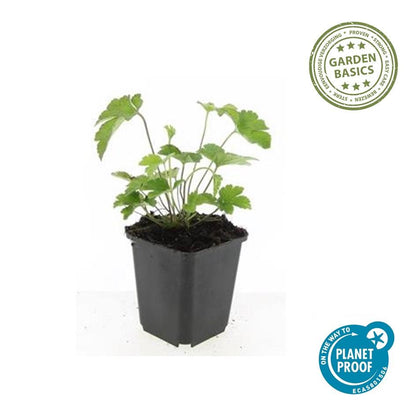 Buitenplant 60x Anemone tom. 'Robustissima' - Bloeiend - Pot Ø 9cm Hoogte ↕ 10-25cm
