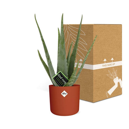 Kamerplant - Aloe Vera - Inclusief sierpot - Pot Ø 12cm