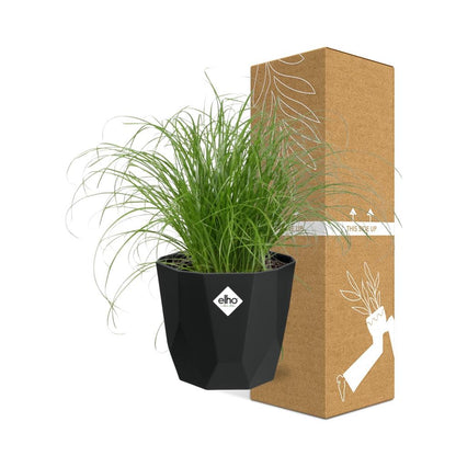 Kamerplant - Cyperus Alternifolius 'Zumula' - Pot Ø 14cm