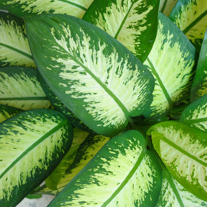 Kamerplant - Dieffenbachia Tropic Snow - Pot Ø 21cm Hoogte ↕ 90-100cm