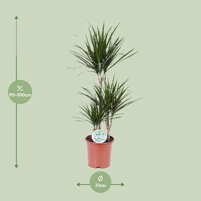 XL kamerplant - Dracaena Marginata - Pot Ø 21cm Hoogte ↕ 115cm