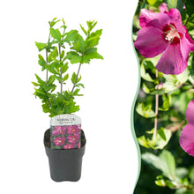 Buitenplant - Hibiscus syriacus 'Woodbridge' - Bloeiend - Pot Ø 17cm Hoogte ↕ 45cm